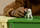 Figurinë qen Schleich Farm World Old English Sheepdog, plastikë, për fëmijë 3+