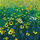 Kartolinë Susan Entwistle Flowers, me zarf, me lule, shumëngjyrëshe