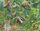 Puzzle kornizë Larsen FH10 The Lush South American Rainforest, 70 copa, shumëngjyrësh
