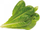 Kapsula bimore Click and Grow Plant Pods, për barishte dhe sallata, për sistemet Click and Grow, jeshile