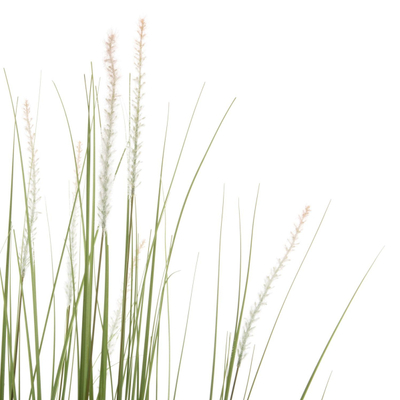 Bimë sintetike Bristlegrass në vazo (HM4017)