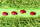 Lodër ndijore Petit Boum Ladybirds, shishe senzoriale, 3m+, transparente