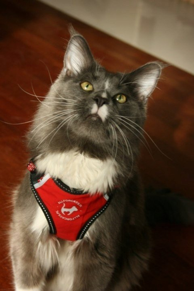 Shalle për mace All for Cats Sport, XS, reflektuese, gri