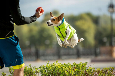 Jakne për qen AiryVest Ultra Light M 45, e kthyeshme, jeshile e çelët blu