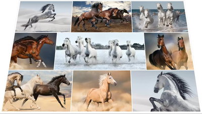 Tapet tavoline Herma 19380 Animals Horses, set 3 copë, 55x35 cm, kundër rrëshqitjes