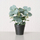Bimë artificiale Boltze Home sage eucalyptus, në vazo, jeshile, vazo e zezë
