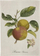 Peshqir kuzhine Sköna Ting Apple Tree, 50 x 70 cm, shumëngjyrësh