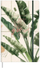 Fletore planifikimi Notebook Planner Banana Leaves, A5, 80 faqe, me vija
