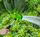 Shufër ujitje VERTO Spray Lance 10 Function 16, 40 cm, 10 mënyra spërkatje, jeshile