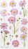 Sticker dekorativ Appree Flowers Cosmos Aster, PET, mat, shumëngjyrëshe