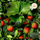 Balsam Herbal Essences Strawberry & Mint 275 ml