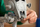 Set ndërtimi LEGO Star Wars AT-ST Walker, model koleksionues, i gri
