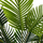 Bimë dekorative fallco Ceramic Palm me bazë druri H72, 60 cm, qeramike, bardh e gjelbër
