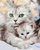 Set pikturimi me numra Symag Cat Mom, kanavacë 40x50cm, për fillestarë, shumëngjyrësh
