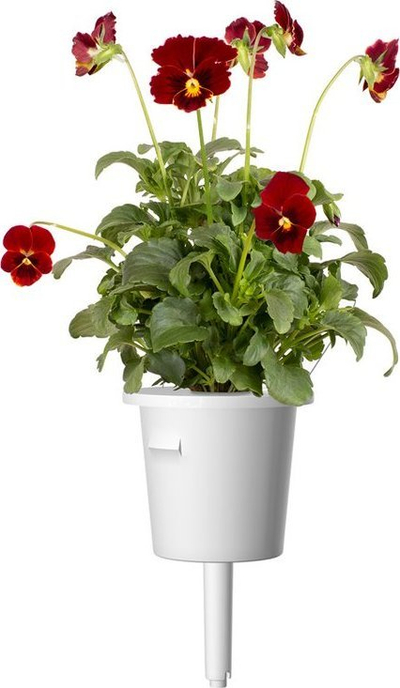 Kapsula bimore Click &amp; Grow Red Pansy, set me 3 copë, për Smart Garden, të kuqe