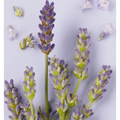 Losion Nivea Lavender, 400 ml