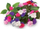 Kapsula me bimë Click &amp; Grow Busy Lizzie, set me 3 copë, për kopësht smart, shumëngjyrëshe