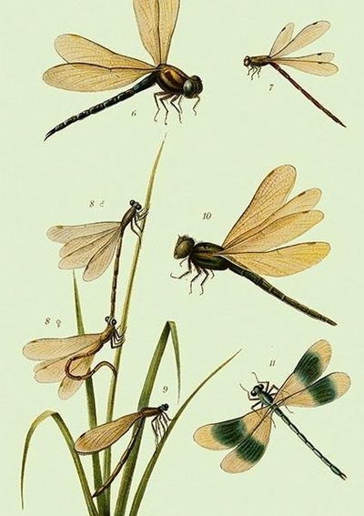Kartolinë Skona Ting ST435 B6, me zarf, dizajn dragonflies