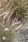 Bimë artificiale Emerald Pennisetum, 71 cm, për zbukurim, jeshile
