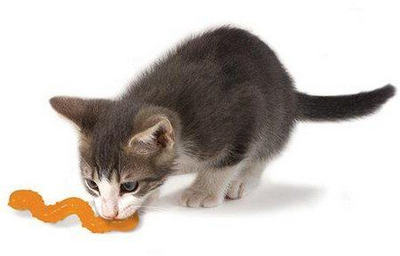 Lodër për mace Petstages Orka Little Bug, me catnip, gomë e butë, shumëngjyrëshe