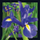 Kartolinë 3D Lenticular Iris 602, 15 cm, me zarf, shumëngjyrëshe