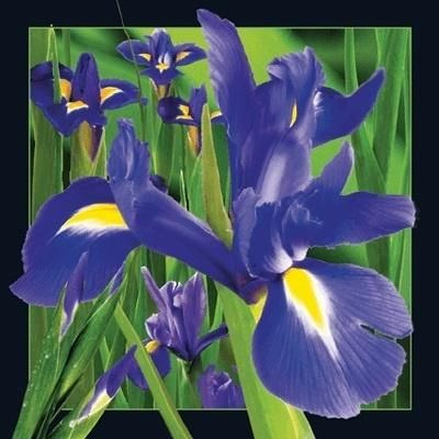 Kartolinë 3D Lenticular Iris 602, 15 cm, me zarf, shumëngjyrëshe