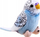 Lodër pelushi Beppe Mascot Blue Parrot, papagall blu, 13 cm