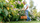 Kositës bari Bosch EasyGrassCut 18V-230 06008C1C04, pa kabllo, pa bateri, jeshile