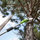 Sharrë me shtyllë Greenworks G24PS20, 24V, teh 20 cm, jeshile
