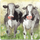 Magnet frigoriferi Teka FM76 Curious Cows, për zbukurim, shumëngjyrësh