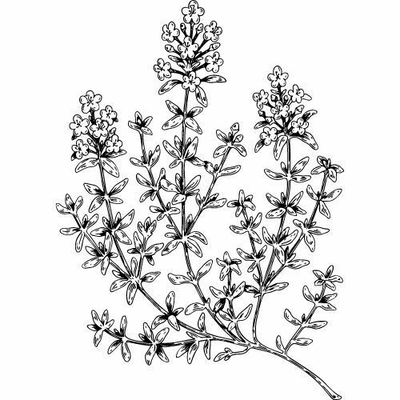 Vaj Alteya Organics BIO 100% Thyme, 10 ml