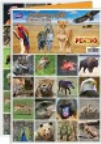 Loje memorie KOH I NOOR Picture Pairs Zoo Animals, letra çiftesh, kafshë kopshti zoologjik, plot me ngjyra