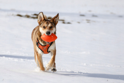 Lodër për qen Collar PitchDog Sportball, 9cm, që noton, rozë