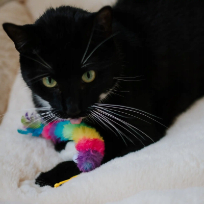 Lodër për mace DINGO Worm, 15 cm, me catnip, shumëngjyrësh