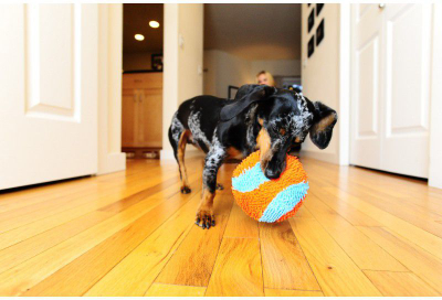Lodër top për qen Chuckit Indoor Ball, i butë, për përdorim brenda në shpi, portokalli