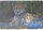 Mbrojtës tavoline Adar Cheetah, shkumë, 60 x 40 cm, shumëngjyrësh