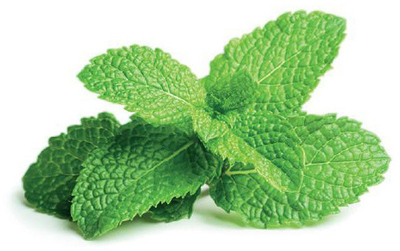 Паметна градина Click and Grow Mint Peppermint