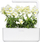 Kapsula bime Click &amp; Grow White Snapdragon, set me 3 copë, lule të bardha