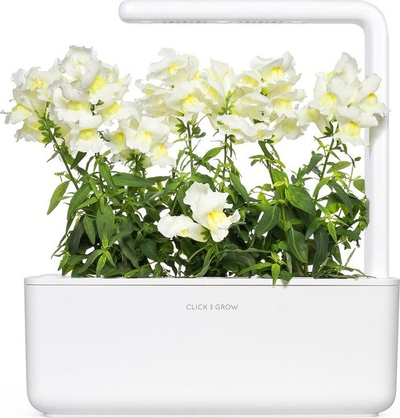 Kapsula bime Click &amp; Grow White Snapdragon, set me 3 copë, lule të bardha