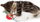 Играчка за мачиња Petstages Kittens Chew Ring PS715, прстен за грицкање, шарен