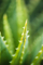 Sapun i lëngshëm I Provenzali Bio Aloe, bio, 250ml, i bardhë
