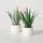 Bimë artificiale aloe Boltze MONDRAGO, 29 cm, me vazo, jeshile