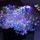 Perde dritash dekorative Koopman Snowflakes, 200x200 cm, 408 LED, shumëngjyrëshe