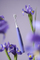 Furçë sonike për dhëmbë Ocelan Air2 Purple kOC022