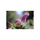 Lente Sigma Art 50-100mm F/1.8 DC HSM për Nikon