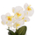 Bimë dekorative sintetike Phalaenopsis HM4738, vazo qelqi, 30cm, jeshile e bardhë