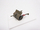 Set modeli Mirage Hobby 37mm BOFORS Wz 36 Anti Tank Gun, shkalla 1:35, plastik, shumëngjyrësh