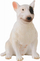 Figurë lodër CollectA Bull Terrier femër, 6 cm, e bardhë
