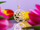 Qafore Preciosa Lotus Flower 7284Y00, woman