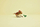 Set ndërtimi LEGO Jurassic World Baby Dinosaur Dolores Aquilops 76970, 339 copa, nga 7 vjeç, shumëngjyrësh